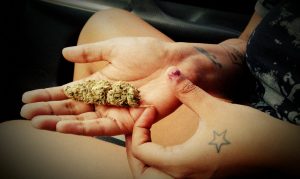 An outstretched hand with marijuana buds.
