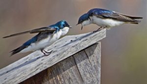 Two birds fighting with each other.