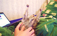 tumblr_m65rx1Pgi11qbuo1zo2_250