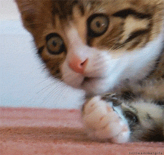 KITTEN