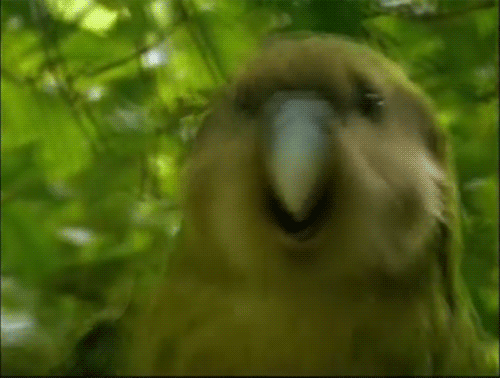 bird