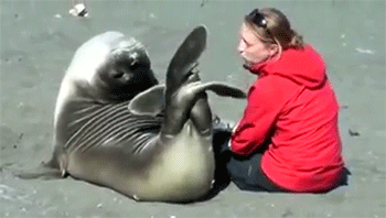seal