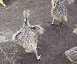 Ducklign