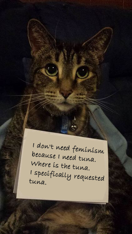confusedcats2