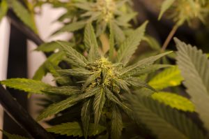 Marijuana plants under grow lights