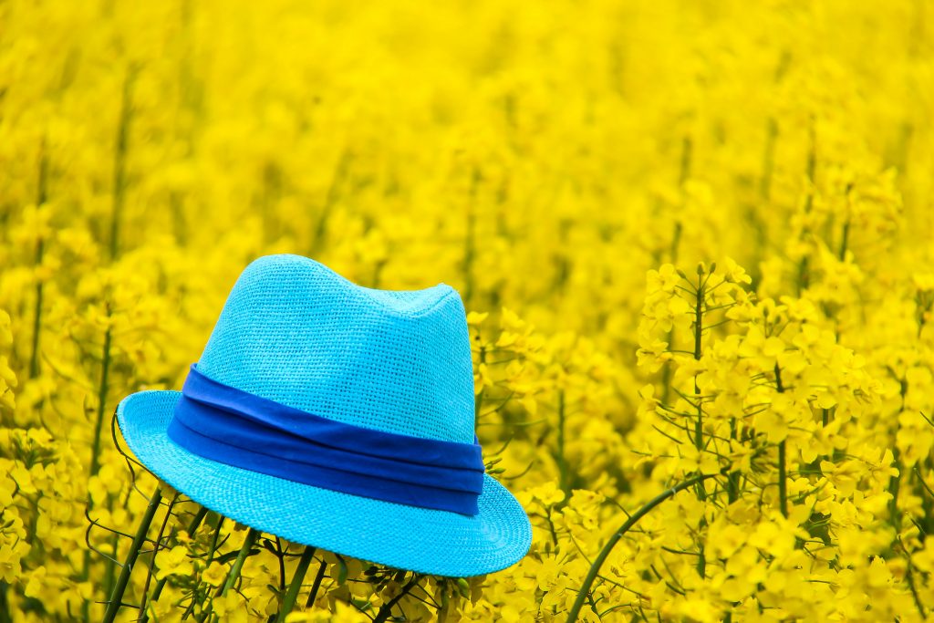 A blue hat floating on a sea of yellow flowers.
