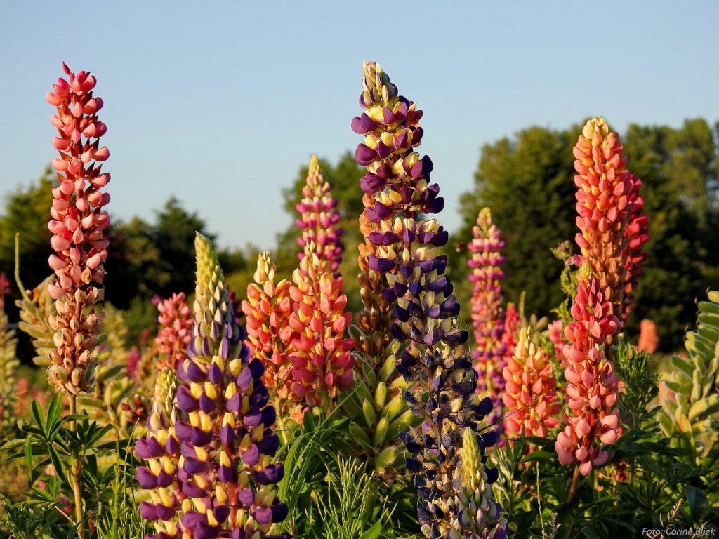 Colorful lupines in bloom.