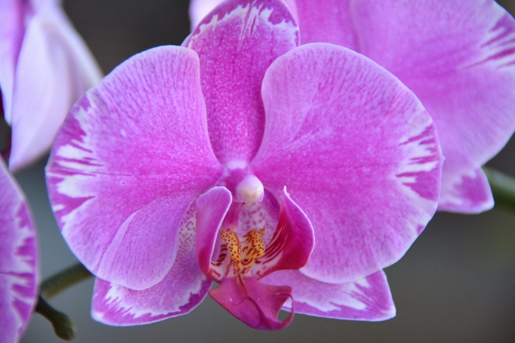 A sexually suggestive orchid