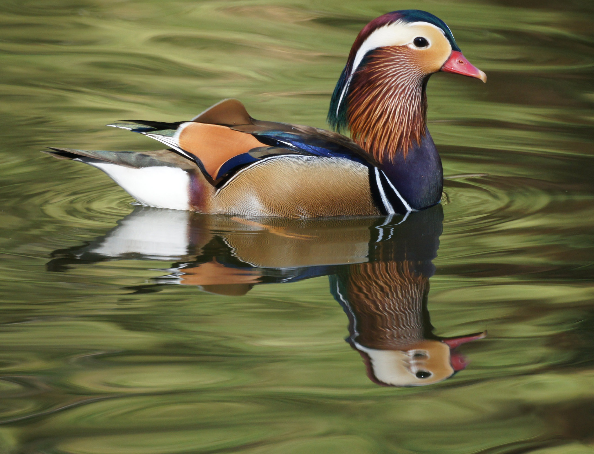 A colorful duck