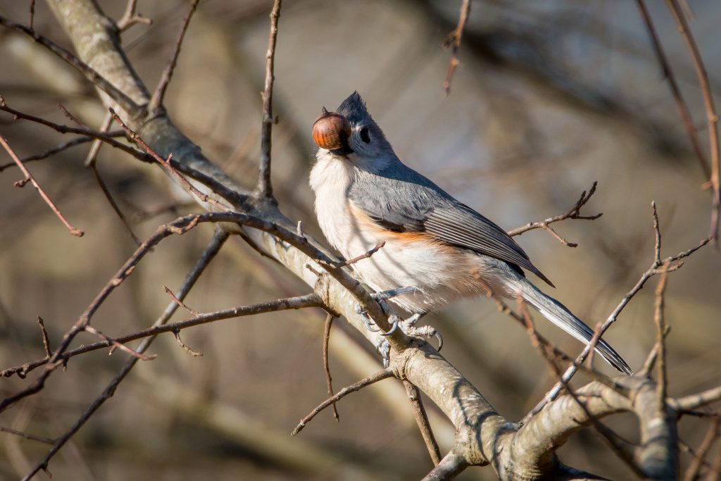 A bird sitting on a branch.