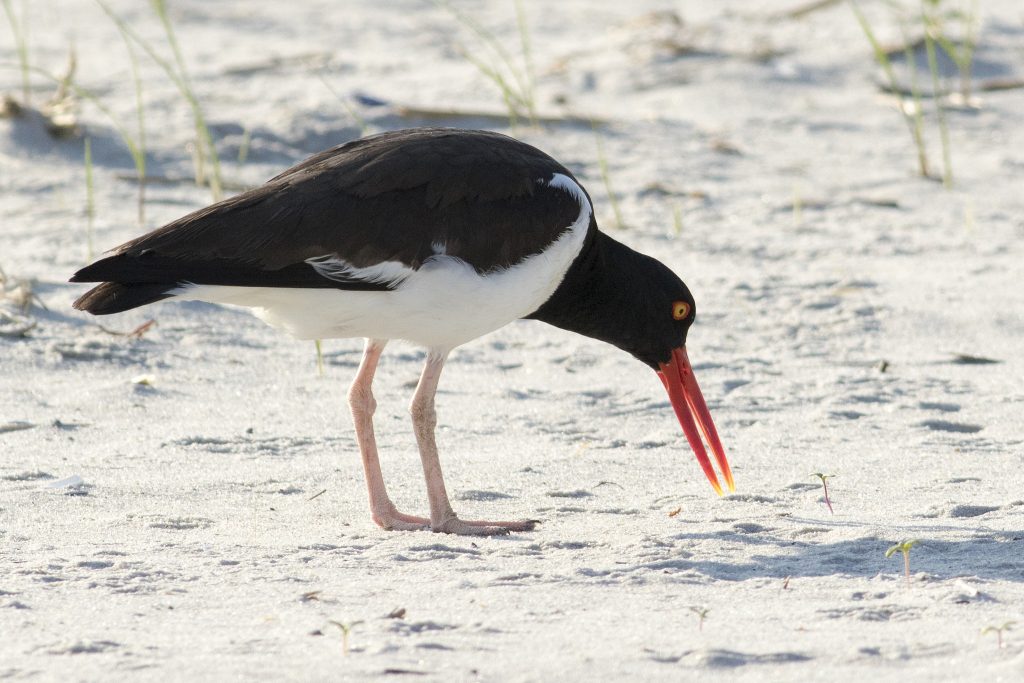 a wading bird
