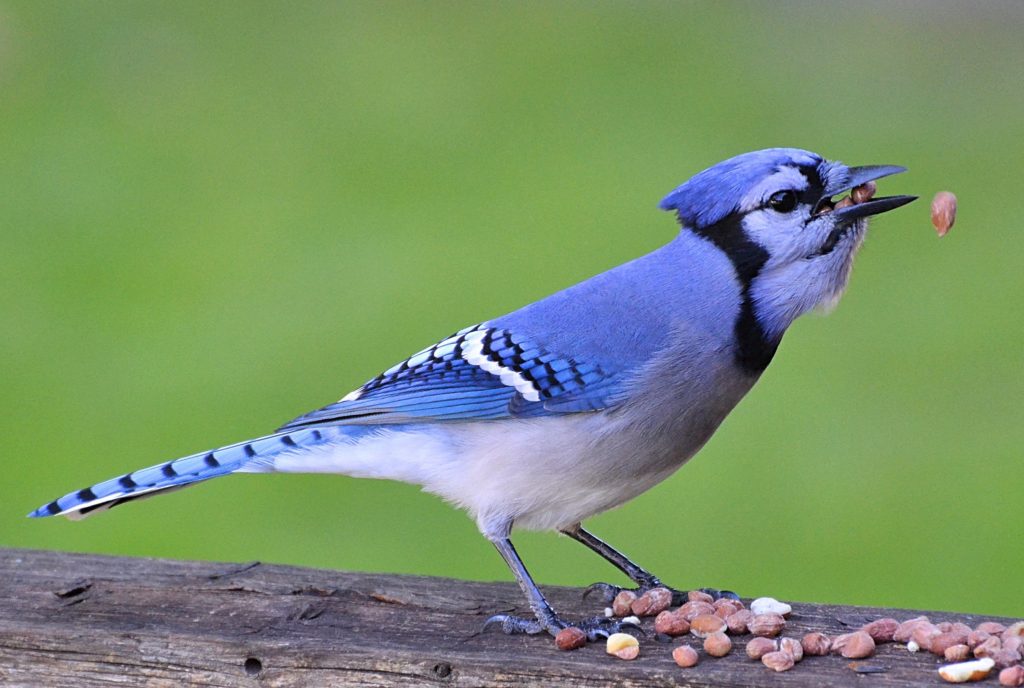 a bluejay eating seeds