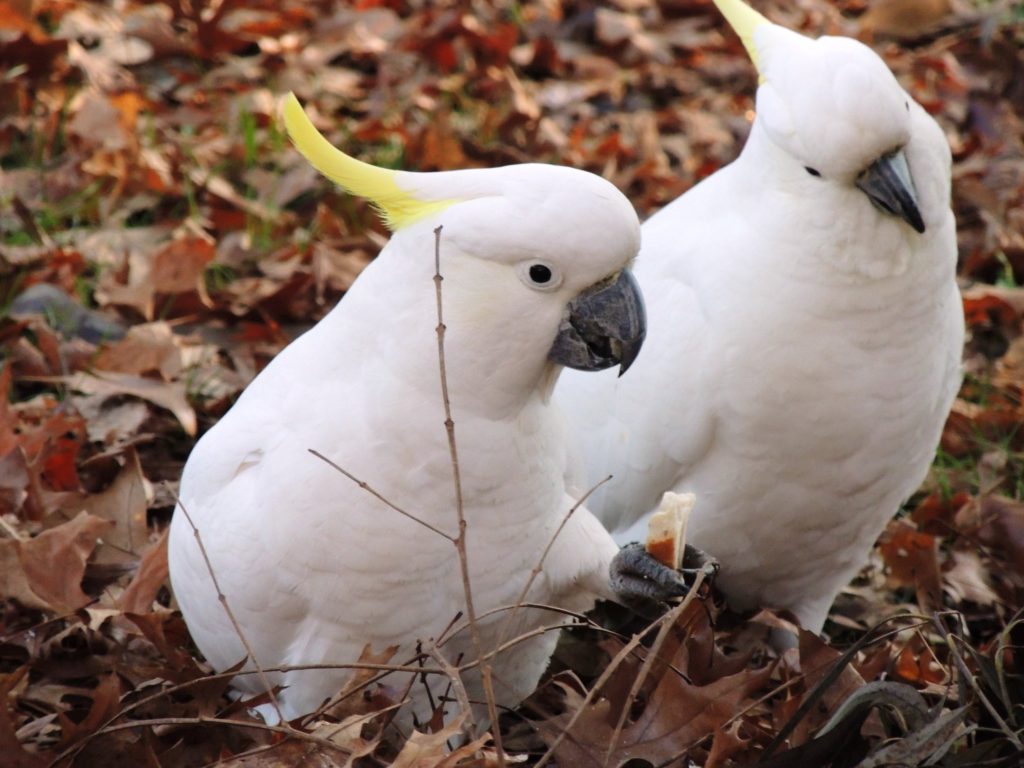 a cockatoo