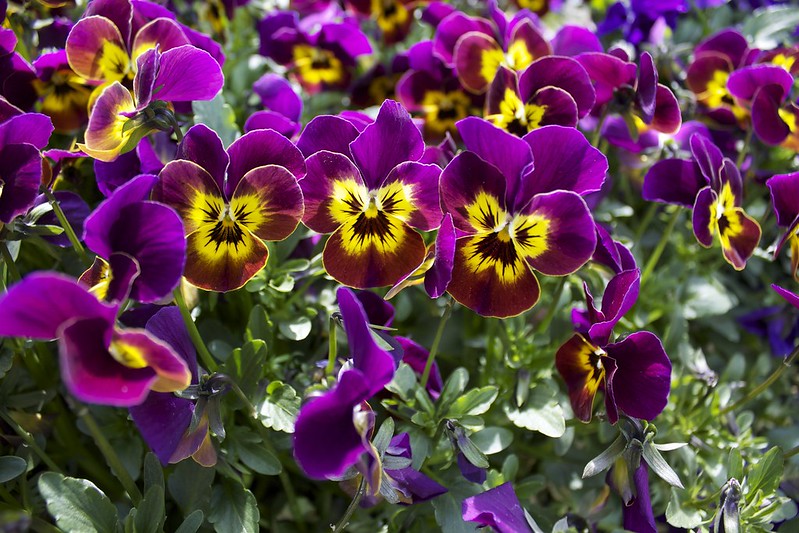 Flowers