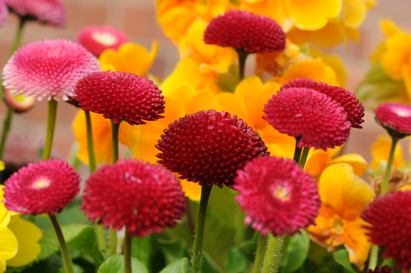 Flowers