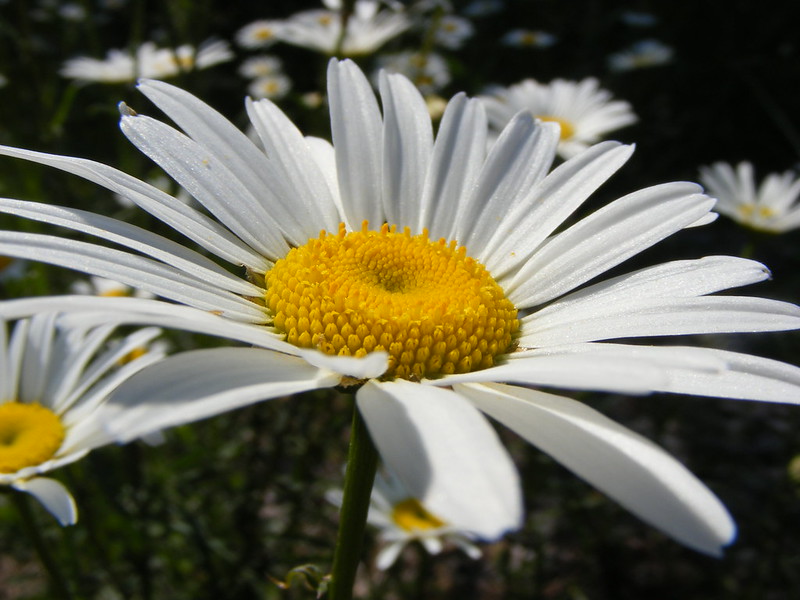 Daisy