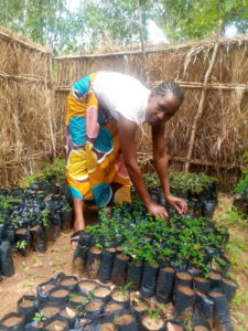 Chimkonda tending her indigenous tree seedlings
