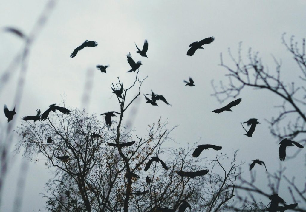 Birds