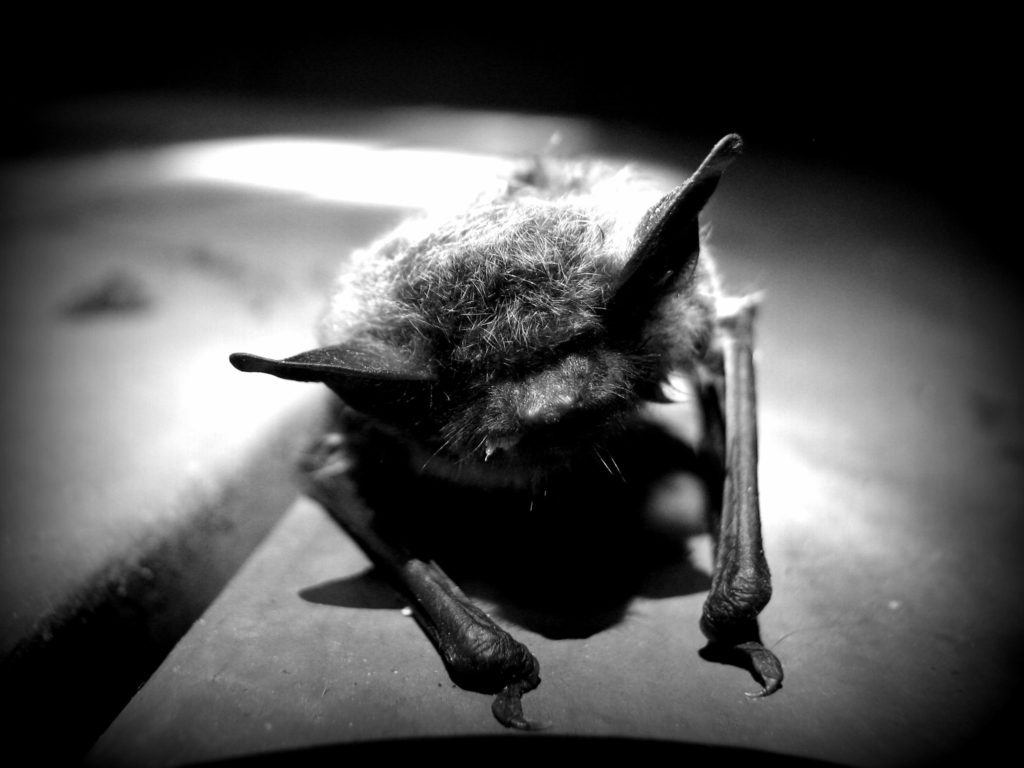 Vampire Bat