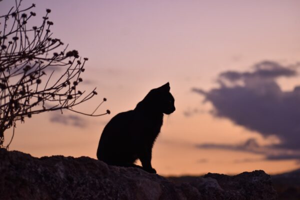Podcast Showcase: The Community Cats Podcast