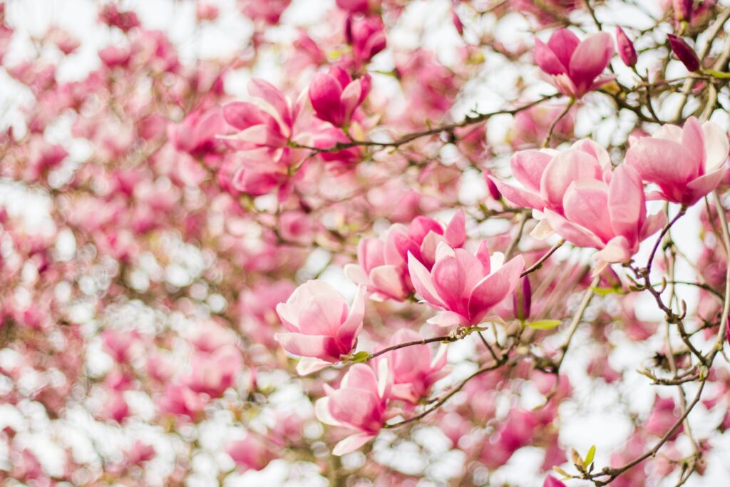Magnolia tree
