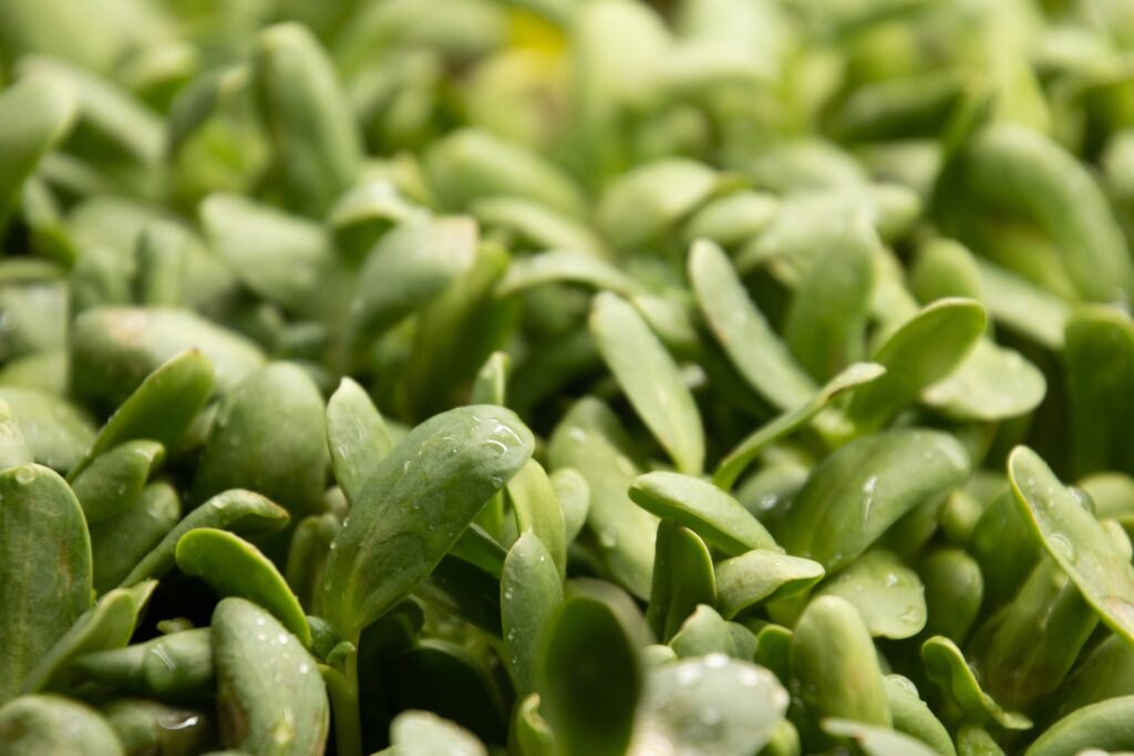 microgreens