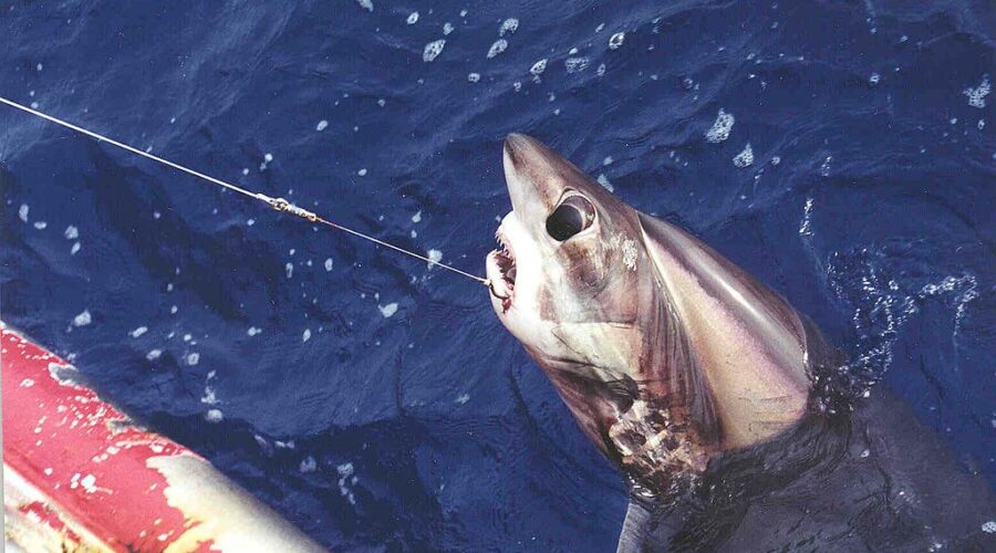Bigeye thresher shark (Alopias superciliosus) hooked on a longline.