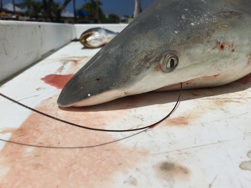Fishing for shark (a blacktip shark) with Captain Joel on Ana Banana