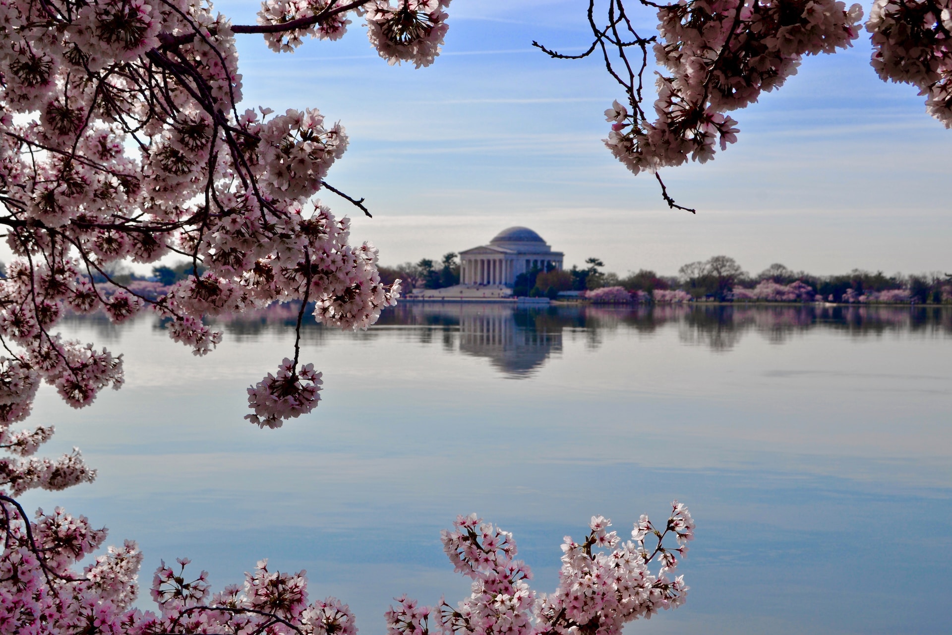 I live in Northern VA, and absolutely love the cherry blossoms