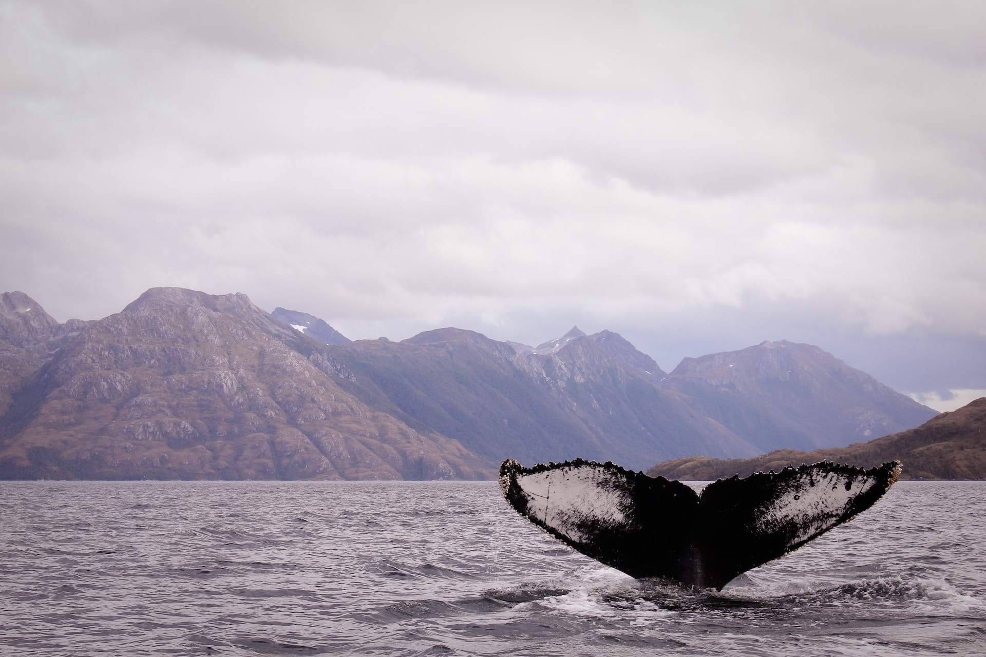 El proyecto de protección de ballenas en Chile con una red acuática inteligente