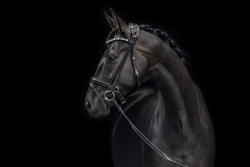 Dark Horse Entrepreneur