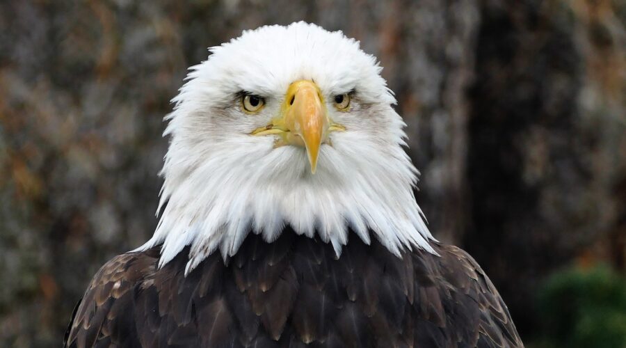 bald eagle