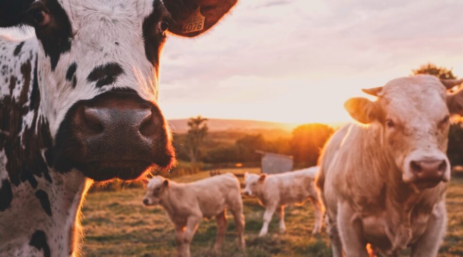 a herd of cows
